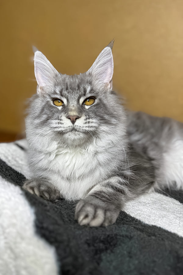 Michelle | Maine Coon Kitten