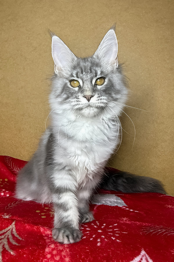 Michelle | Maine Coon Kitten