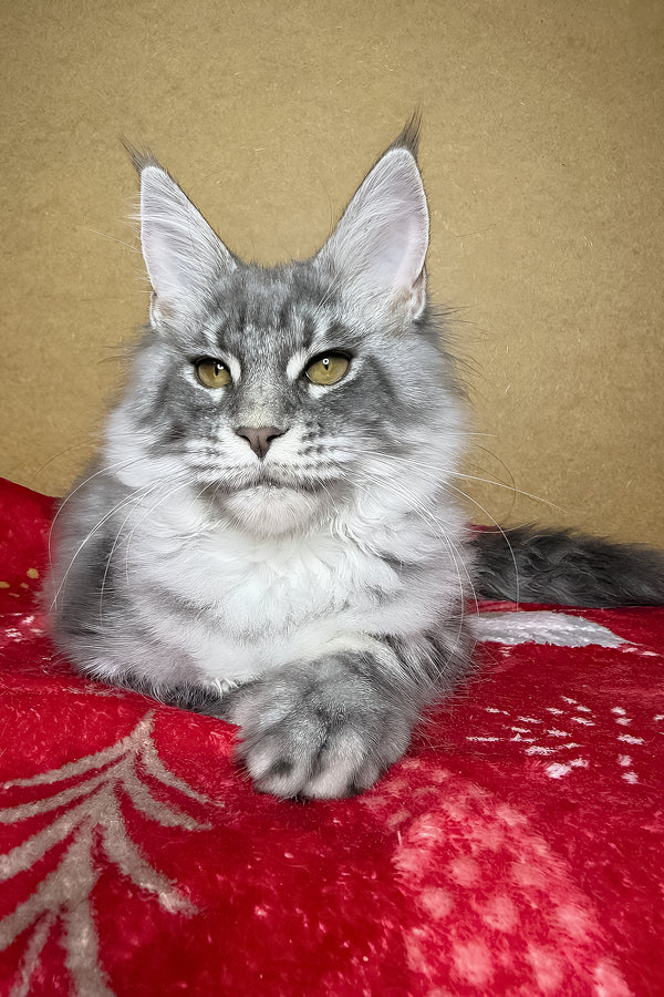 Michelle | Maine Coon Kitten