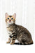 Malina | Bengal Kitten