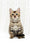 Malina | Bengal Kitten