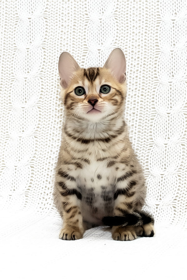 Malina | Bengal Kitten