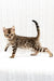 Malina | Bengal Kitten