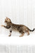 Malina | Bengal Kitten