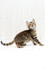 Malina | Bengal Kitten