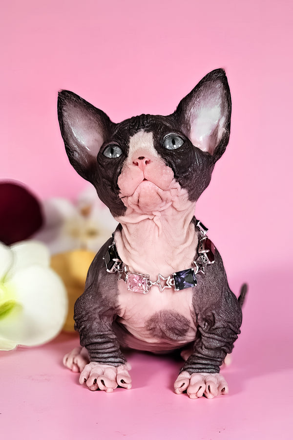 Milana | Bambino Sphynx Kitten