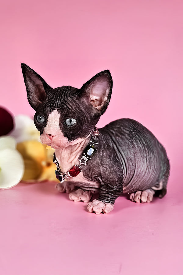 Milana | Bambino Sphynx Kitten