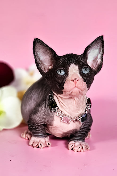 Milana | Bambino Sphynx Kitten