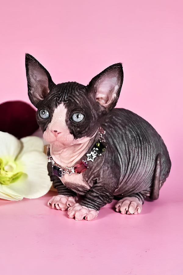 Milana | Bambino Sphynx Kitten