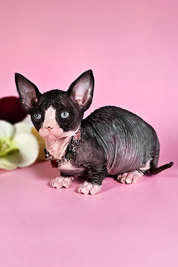 Milana | Bambino Sphynx Kitten