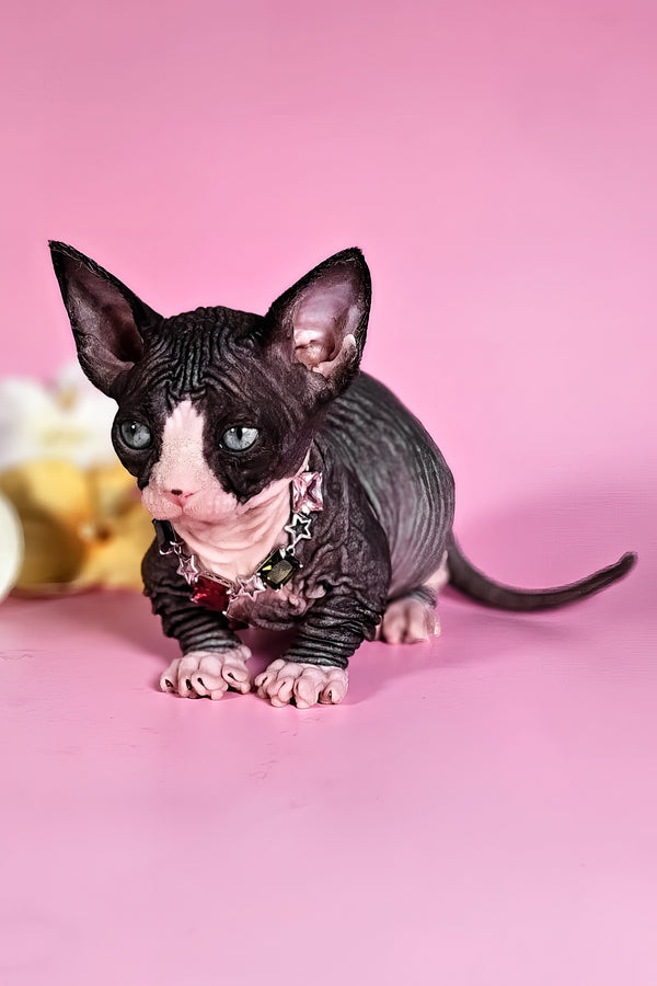 Milana | Bambino Sphynx Kitten