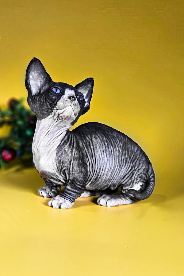 Milana | Bambino Sphynx Kitten