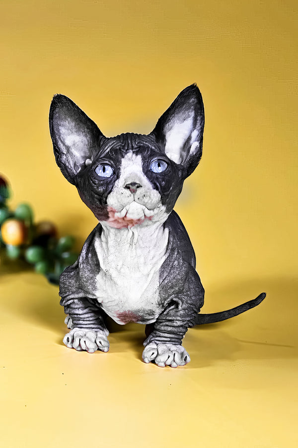 Milana | Bambino Sphynx Kitten
