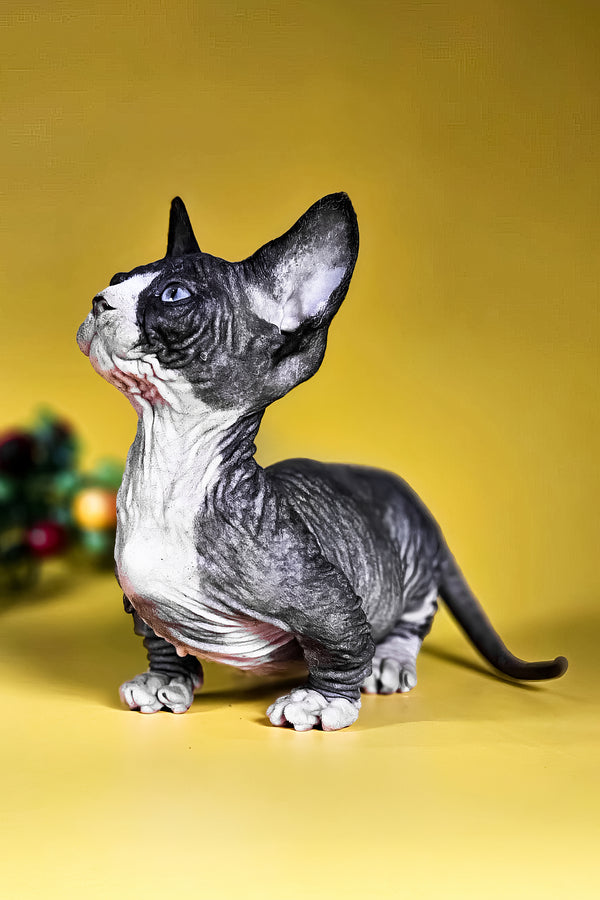 Milana | Bambino Sphynx Kitten