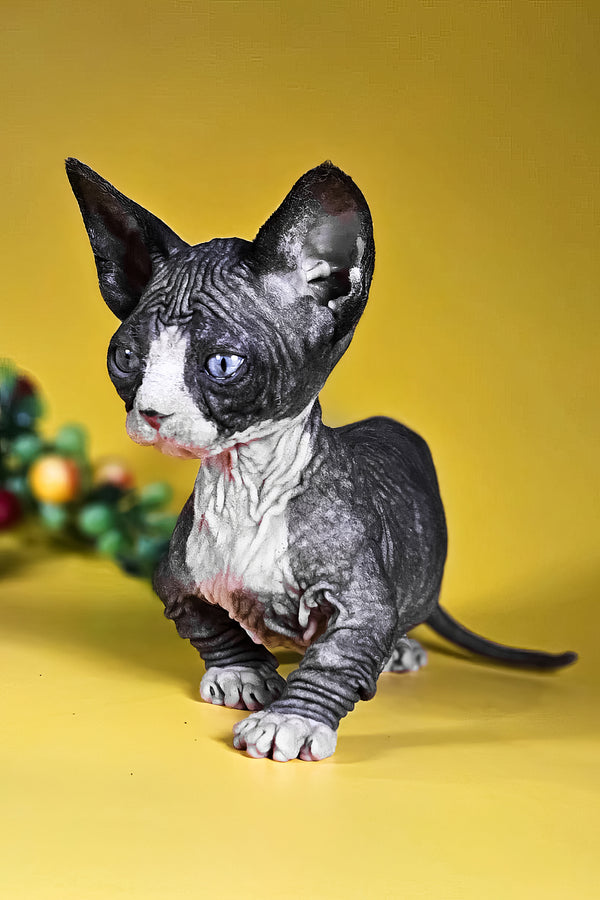 Milana | Bambino Sphynx Kitten