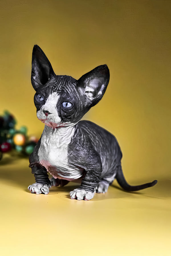 Milana | Bambino Sphynx Kitten
