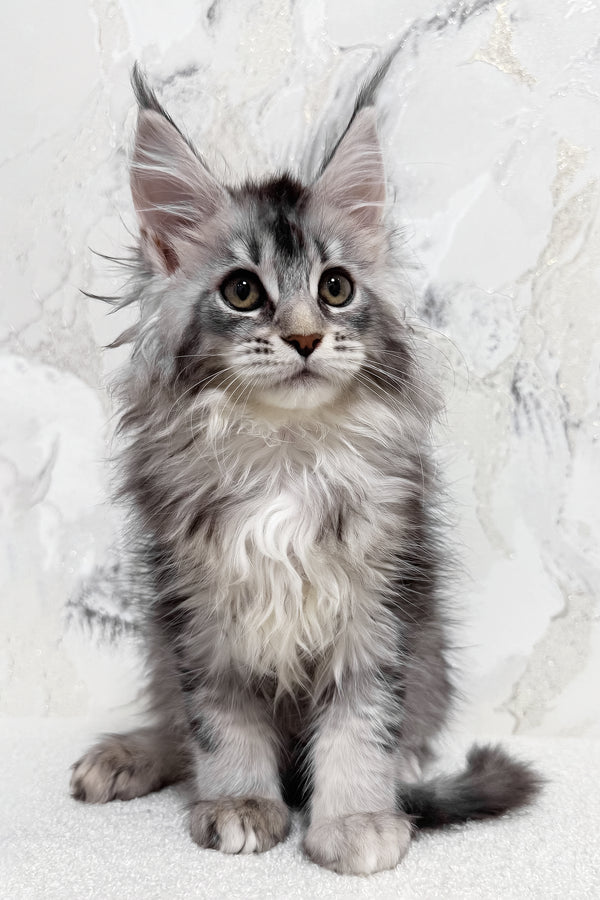 Milly | Maine Coon Kitten