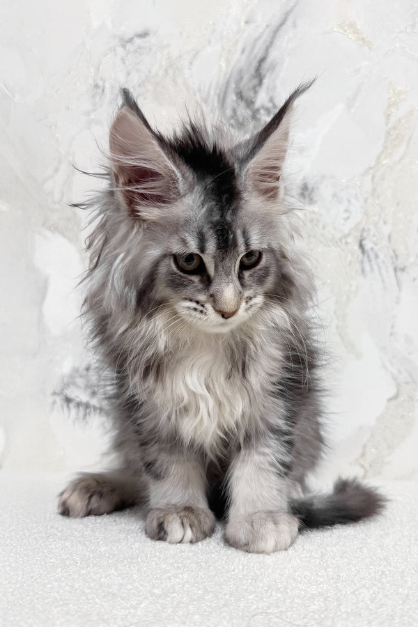 Milly | Maine Coon Kitten