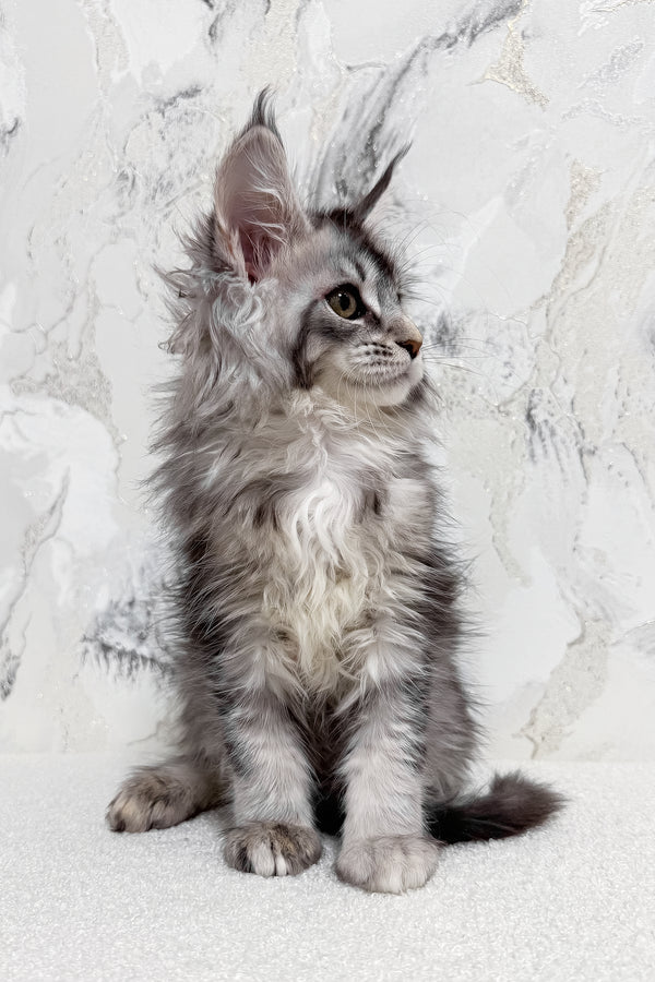 Milly | Maine Coon Kitten