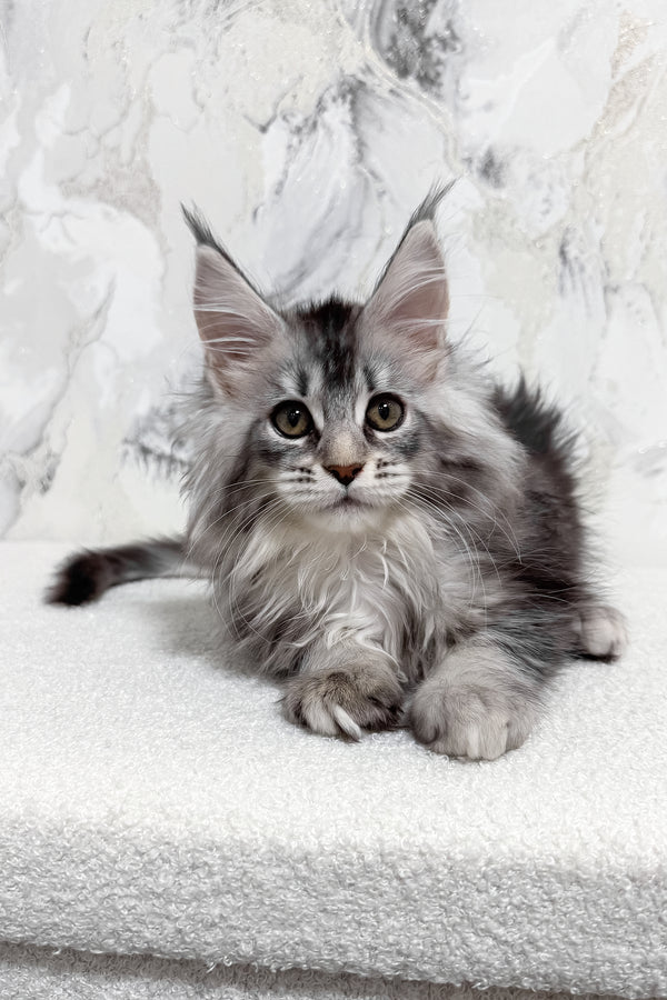 Milly | Maine Coon Kitten