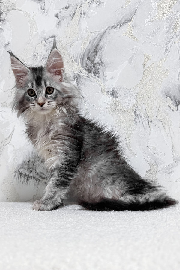 Milly | Maine Coon Kitten