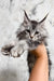 Milly | Maine Coon Kitten