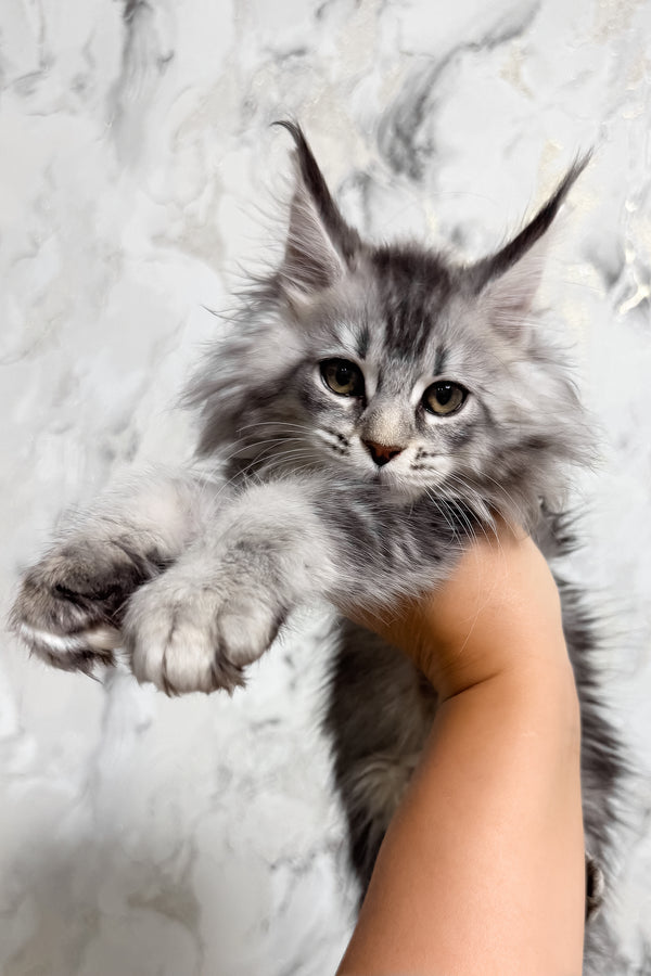 Milly | Maine Coon Kitten