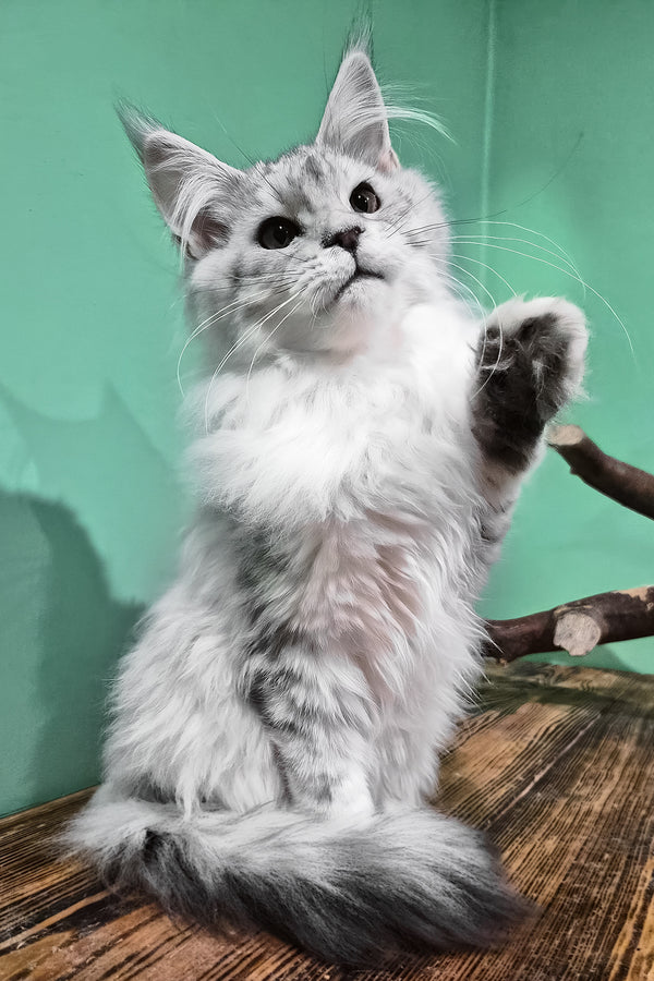 Mio | Maine Coon Kitten
