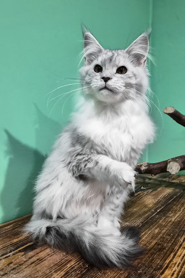 Mio | Maine Coon Kitten
