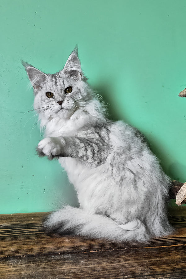 Mio | Maine Coon Kitten