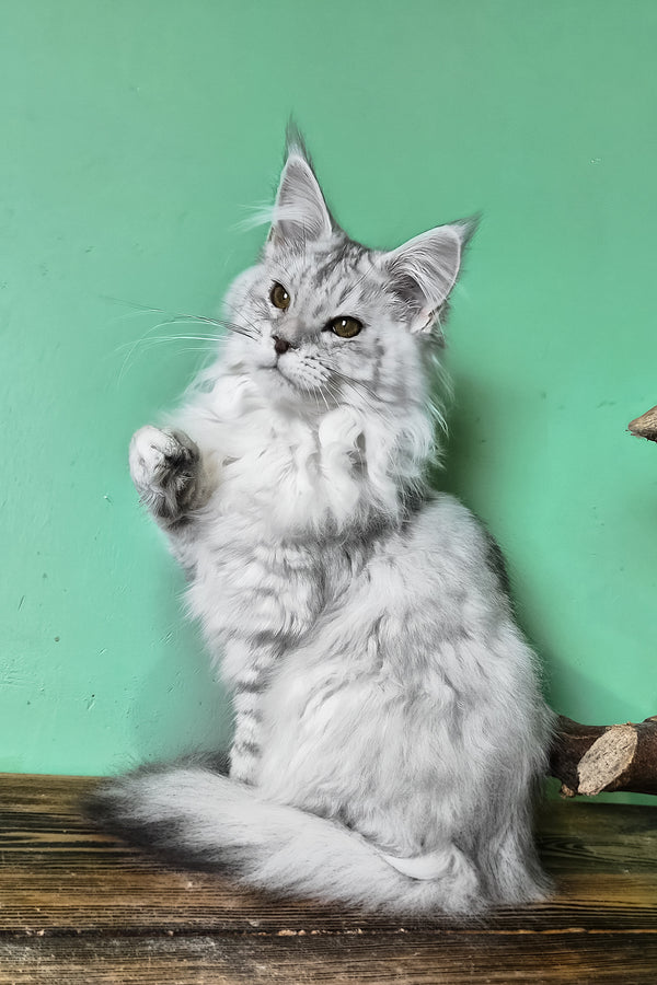Mio | Maine Coon Kitten