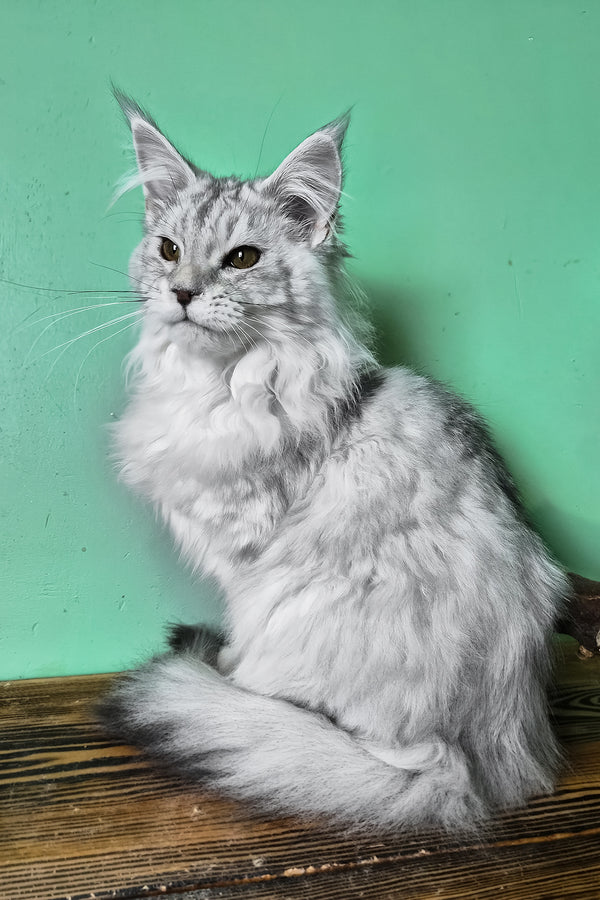 Mio | Maine Coon Kitten
