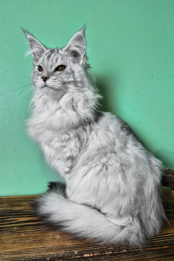 Mio | Maine Coon Kitten