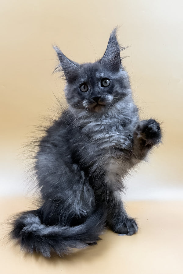 Mirra | Maine Coon Kitten