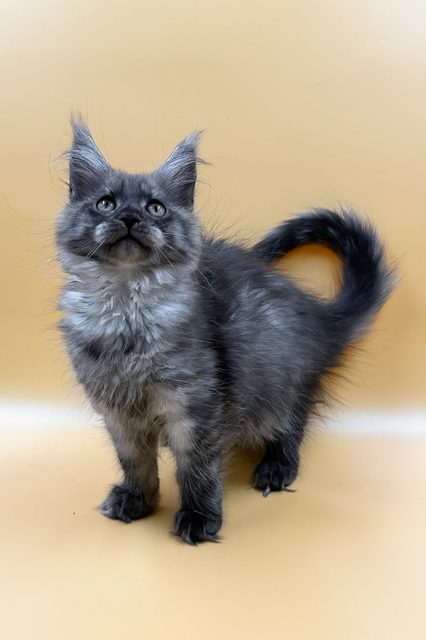 Mirra | Maine Coon Kitten