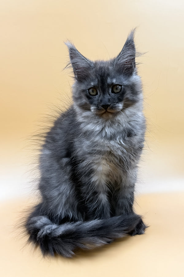 Mirra | Maine Coon Kitten