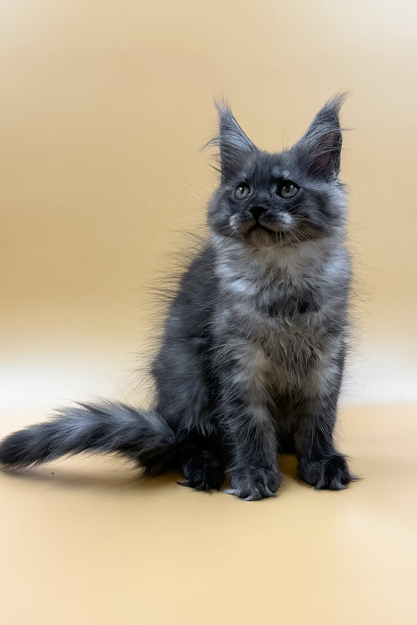 Mirra | Maine Coon Kitten
