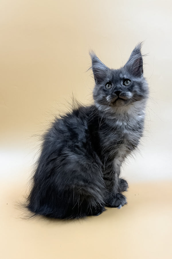 Mirra | Maine Coon Kitten