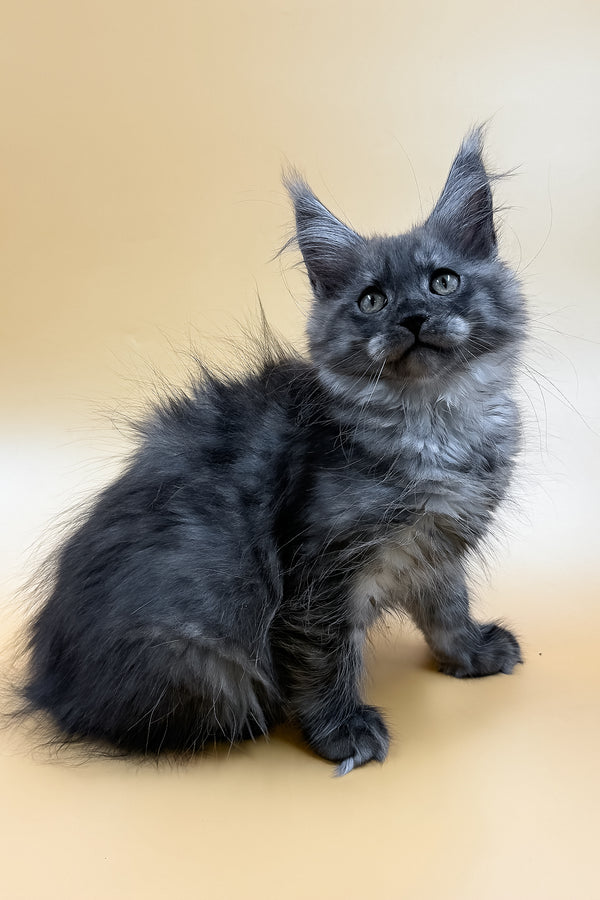 Mirra | Maine Coon Kitten