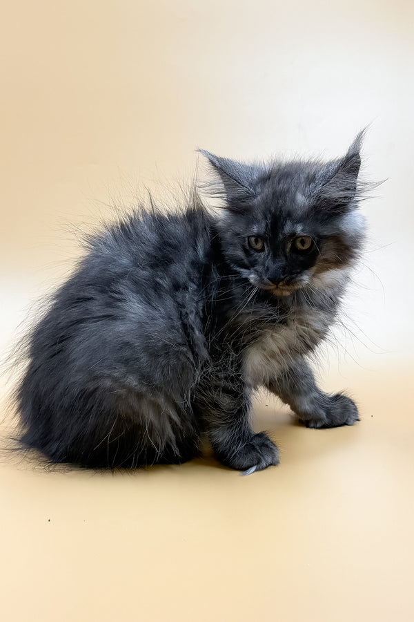 Mirra | Maine Coon Kitten