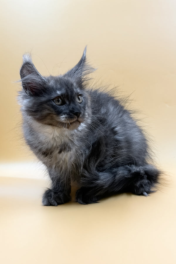 Mirra | Maine Coon Kitten