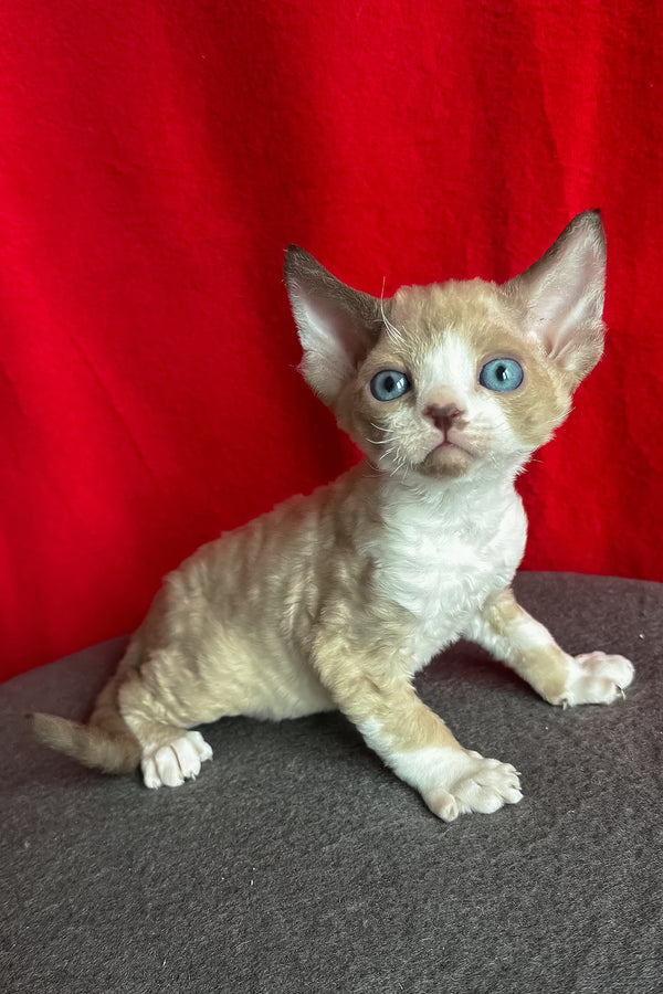 Mokko | Devon Rex Kitten