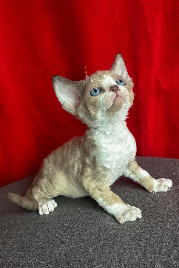 Mokko | Devon Rex Kitten