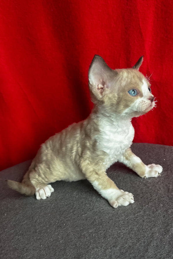 Mokko | Devon Rex Kitten