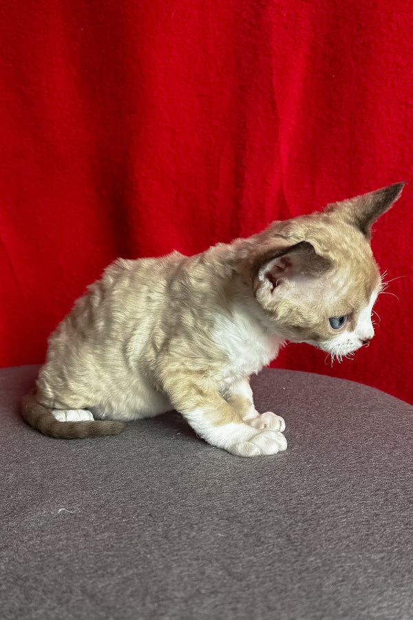 Mokko | Devon Rex Kitten