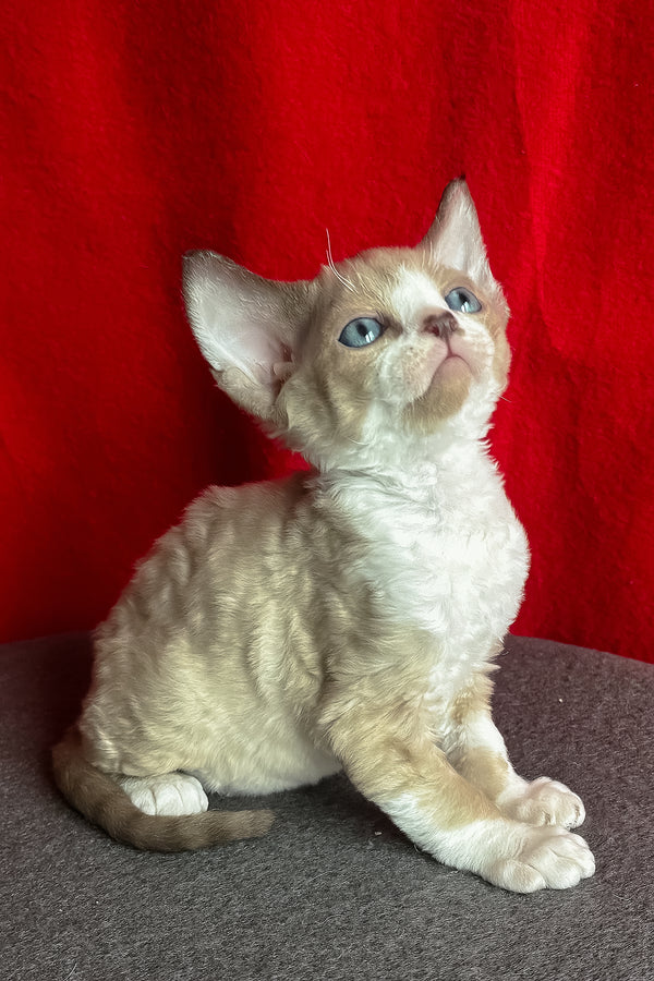 Mokko | Devon Rex Kitten