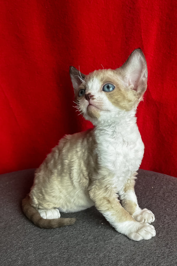 Mokko | Devon Rex Kitten