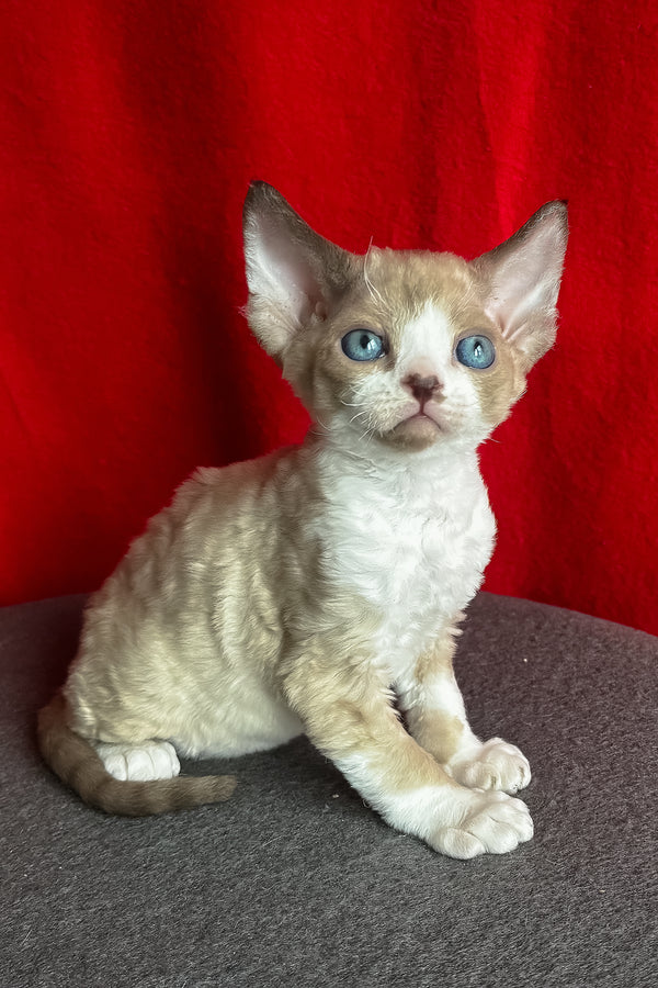 Mokko | Devon Rex Kitten