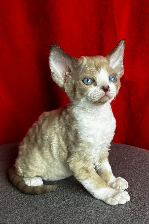 Mokko | Devon Rex Kitten