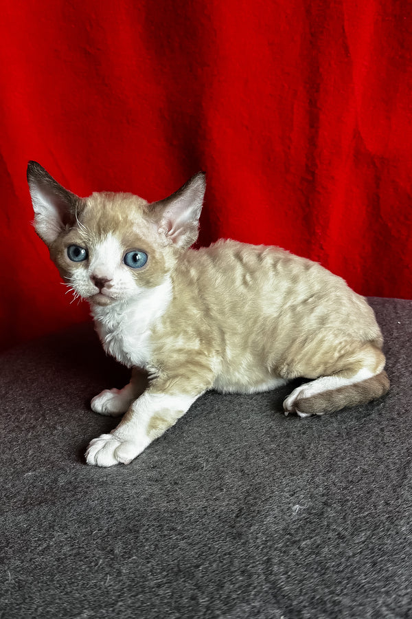 Mokko | Devon Rex Kitten
